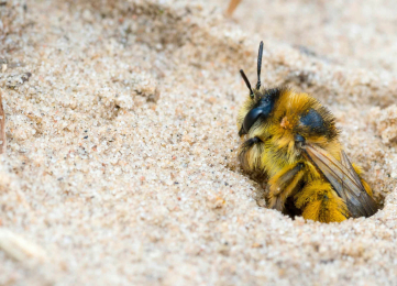 Insekten und ihre Lebensräume