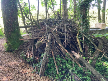 Lebensraum Hecke