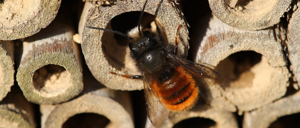 Insekten und ihre Lebensräume