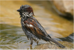 Vögel und Kleinsäuger