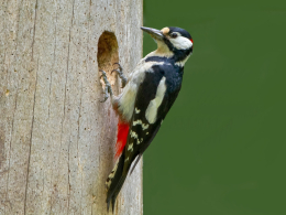 Vögel und Kleinsäuger