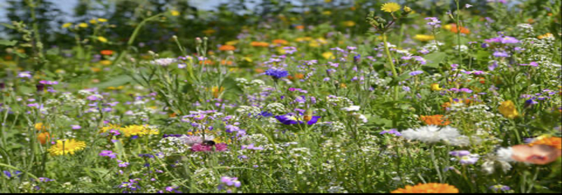 Biodiversität und Schularealgestaltung