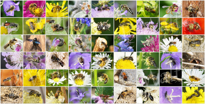Insekten und ihre Lebensräume