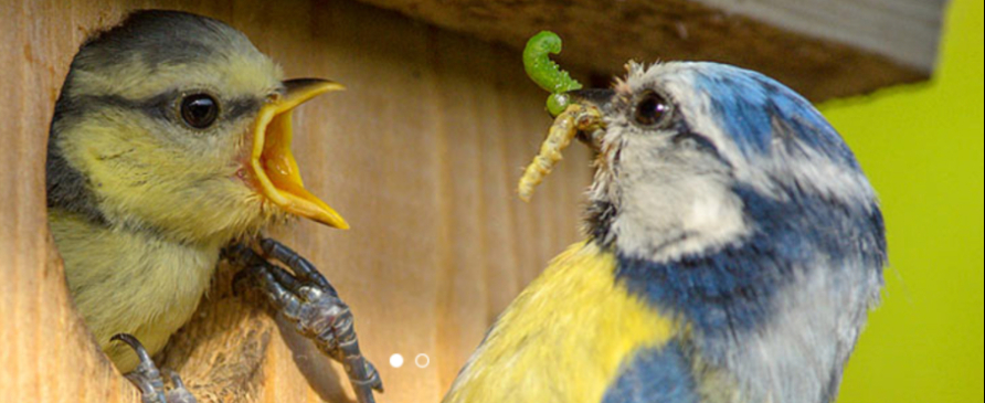 Vögel und Kleinsäuger