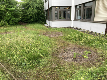 Magerwiese und Ruderalfläche